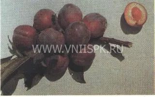 Десертная (Никитская красная 804, Консервная 804, Десертная консервная)