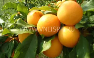 Злато скифов