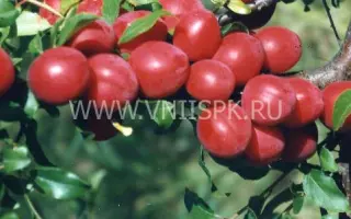 Июльская роза (Июньская роза, Комета ранняя)