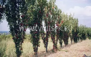 Колонновидная