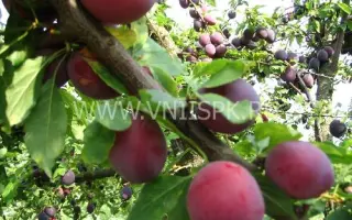 Комета поздняя