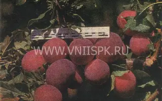 Кубанская комета