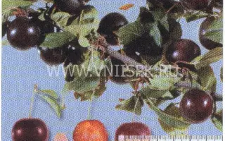 Небеджаевская ранняя