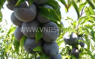 Подарок сад-гиганту