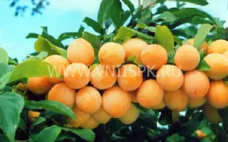 Подарок Санкт-Петербургу