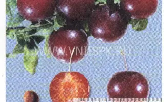 Пурпуровая