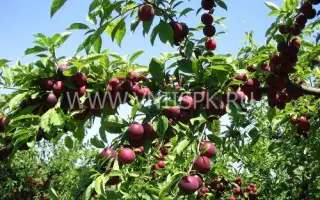 Путешественница