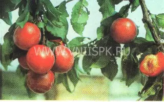 Субхи ранняя