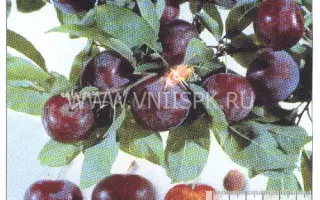 Фиолетовая десертная