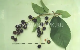 Памяти Саламатова