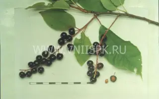 Плотнокистная