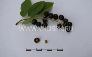 Поздняя радость