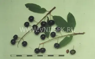 Ранняя круглая