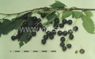 Самоплодная