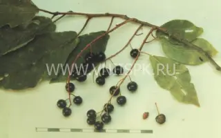 Сахалинская устойчивая