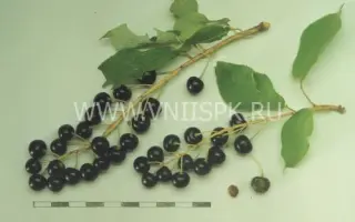 Сахалинская чёрная