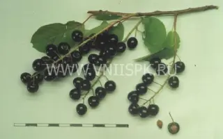 Чёрный блеск