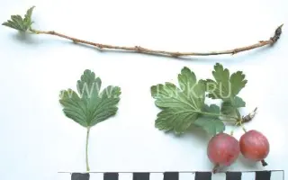 Битцевский