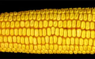 Белозирский 295СВ