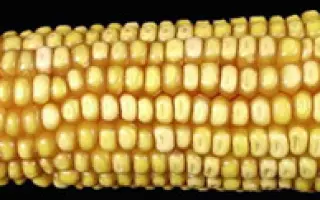 Днепровский 181СВ