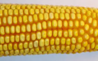 Оржиця 237 МВ