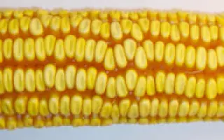 Днепровский 257 МВ