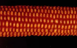 Днепровский 310 МВ