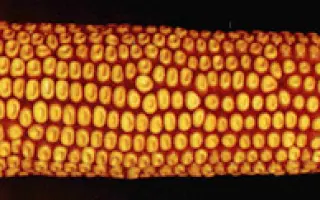 Днепровский 273АМВ