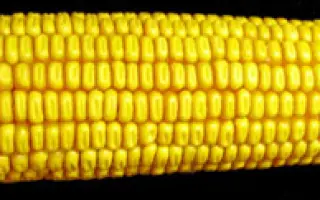 Любава 279 МВ