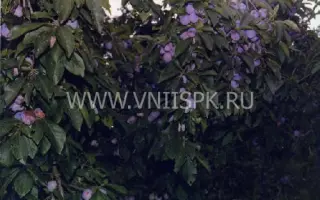 Балкарская