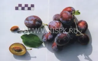 Богатырская