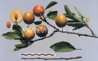 Болховчанка