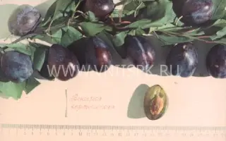 Венгерка воронежская