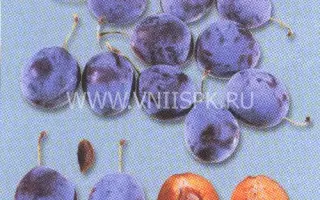 Венгерка кавказская