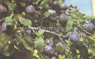 Венгерка кубанская