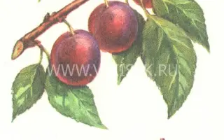 Венгерка Пулковская