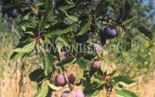 Вечерний звон