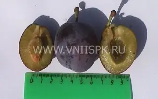 Витебская поздняя