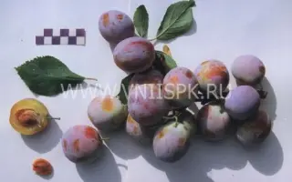 Волгоградская