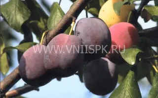 Волжская красавица