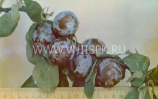 Волжская ранняя