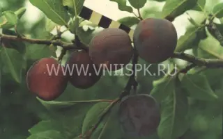 Заречная ранняя