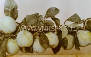 Золотистая крупная