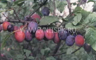 Кантемировка