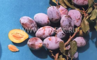 Краснодарская