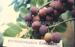 Крупноплодная Елисеева