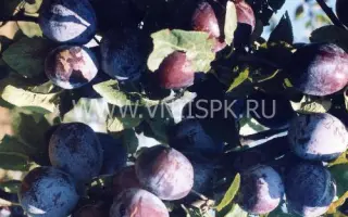 Кубанская легенда