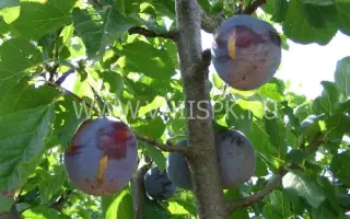 Кубанская ранняя