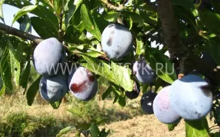 Кубанский карлик