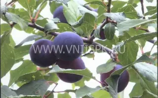 Куйбышевская синяя